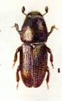 scolytusrugulosus.jpg